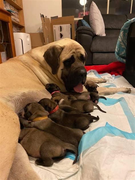Orange Kittens (dsm > Perry, IA) pic hide this posting restore restore this posting. . Giant english mastiff puppies for sale near me